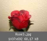 Rose3.jpg