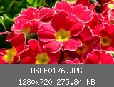 DSCF0176.JPG