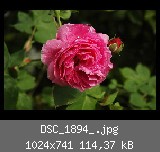 DSC_1894_.jpg