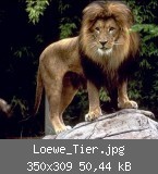 Loewe_Tier.jpg